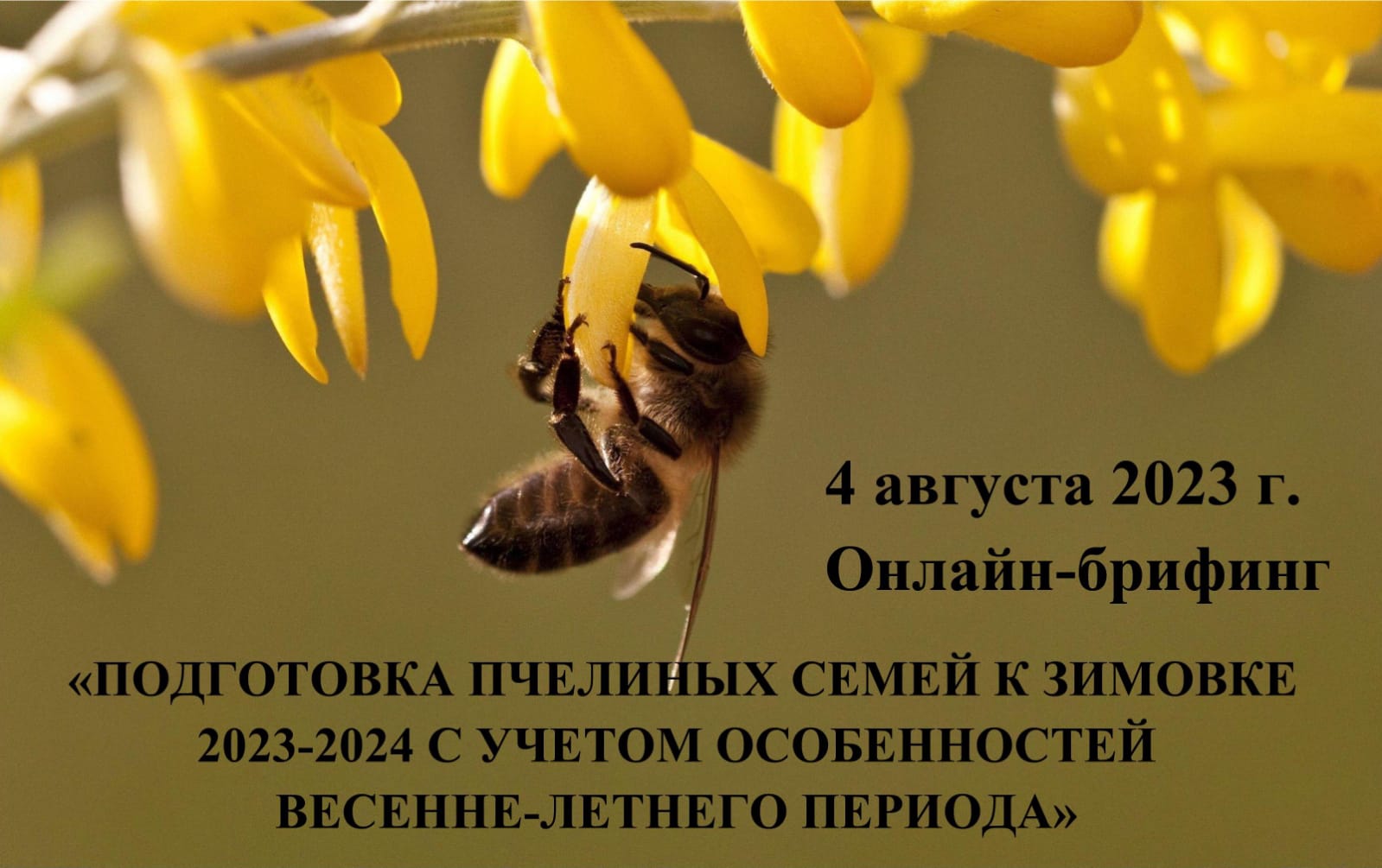 Онлайн-брифинг «Подготовка пчелиных семей к зимовке 2023- 2024 гг. с учетом особенностей весенне-летнего периода»